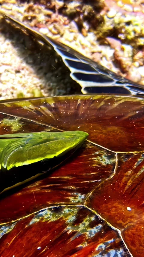 Close-Up of Sea Turtle Shell with Algae in Sunlit Waters Stock Footage 337091744