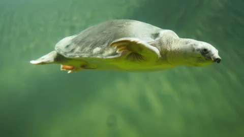Close-up, Sea turtle slowly fly to the up in the blue water in sunrays. Green Stock Footage 177387632