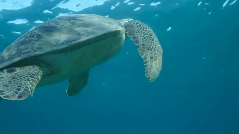 Close-up, Sea turtle slowly swim to the ... | Stock Video | Pond5