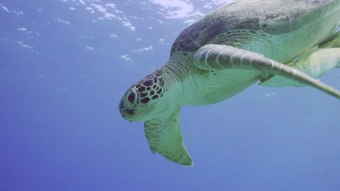 Close-up of Sea Turtle slowly swims down in blue water to seabed, slow motion Stock Footage 252016836