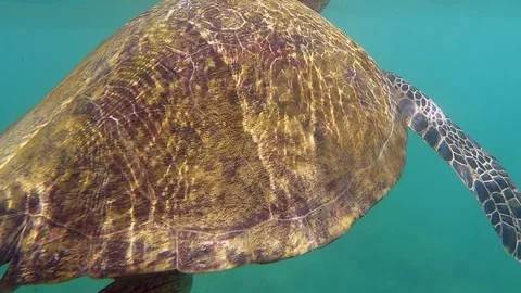 Close-up sea turtle surfaces for quick breath of air before diving Stock Footage 244617876