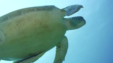 Close-up of Sea Turtle swim in the blue water, slow motion Stock Footage 237227933