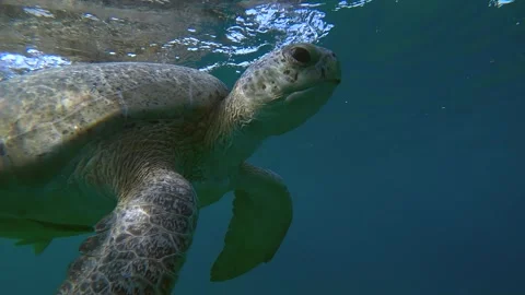 Close up of Sea turtle swim up on surface of water and takes breath, slow motion Video stock 262064847
