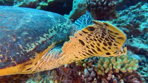 Close-up of a sea turtle swimming and feeding underwater. Stock Footage 320117565