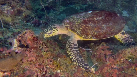 Close-up of a sea turtle swimming and feeding underwater. Stock Footage 329789340