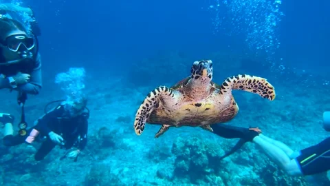 Close-up of a sea turtle swimming in front of a group of divers Stock Footage 327863485