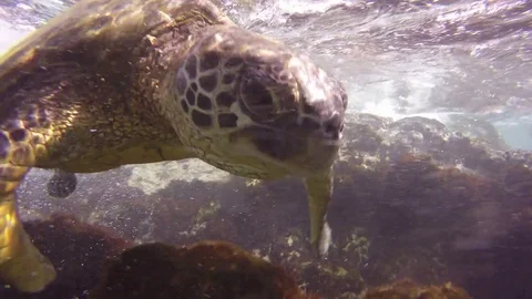 Close Up Of A Sea Turtle Swimming Through Surf At A Coral Reef Video stock 83519961