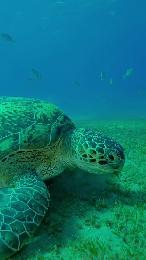 Close up of Sea Turtle swims and grazes on seabed eating seaweed at sunset Stock Footage 321066876