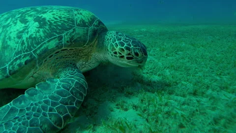 Close up of Sea Turtle swims and grazes on seabed eating seaweed at sunset Vídeo Stock 330611532