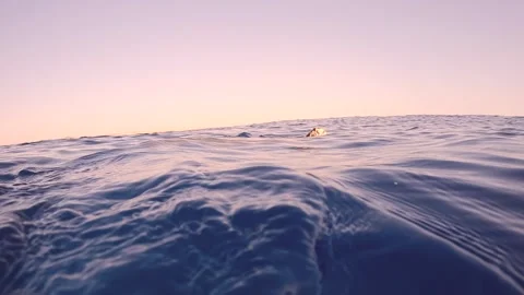 Close-up of Sea turtle swims up in bright sunrays on blue Ocean, takes  few 動画素材 262064612
