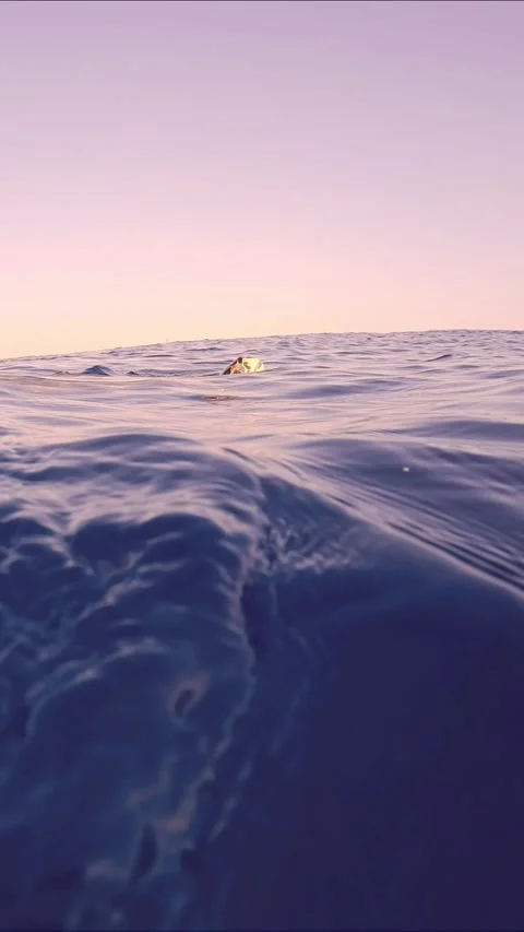 Close-up of Sea turtle swims up in bright sunrays on blue Ocean, takes  few 動画素材 269136977