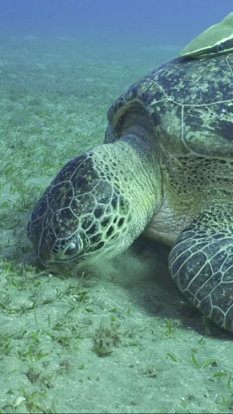 Close-up of Sea Turtle swims over the seagrass meadow, slow motion Stock Footage 237229924