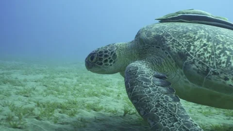 Close-up of Sea Turtle swims over the seagrass meadow, slow motion Stock Footage 243981554
