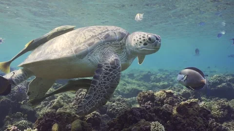 Close-up of Sea Turtle swims over the top of a shallow reef, Slow motion Stock Footage 243988333