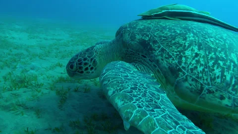 Close-up of Sea turtle swims over bottom covered with Smooth ribbon seagrass Stock Footage 292130429