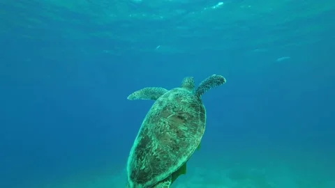 Close-up of Sea turtle swims up to the surface of the water Stock Footage 232487121