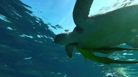 Close-up of a Sea turtle swims under surface of blue water and takes a breath Stock Footage 232487284