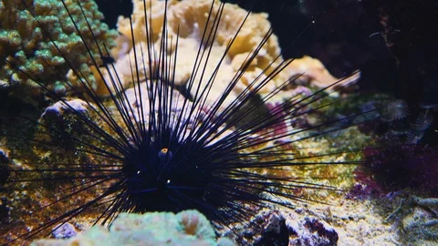Close up of sea urchin Video stock 121855309