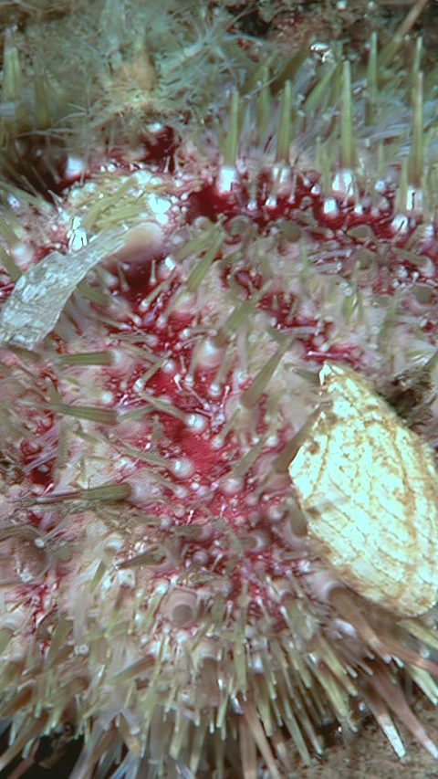 Up-close With a Sea Urchin Holding a Shell Underwater Stock Footage 327571278