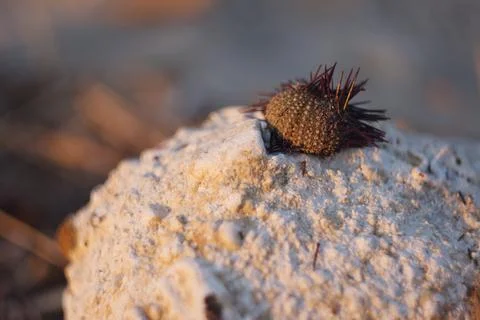 Close-up of a sea urchin shell resting on a white stone by the sea Fotos de archivo