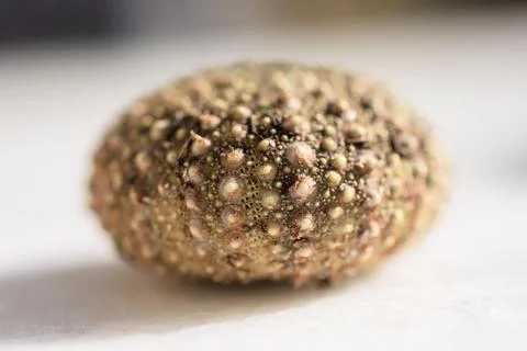 Close-up of a sea urchin shell test showing intricate patterns and texture Fotos de archivo