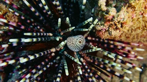 Close-up of a sea urchin showing spines and structure in Hachijojima Stock Footage 342740698