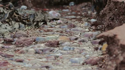 Close Up of Sea Water Running Down a Beach Past Seaweed Stock-Footage 46364877