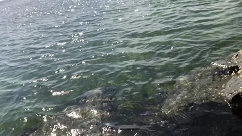 Close-up Sea Wave, Low Angle View, Slow Motion Sunrise or Sunset Shot Stock Footage 139332529