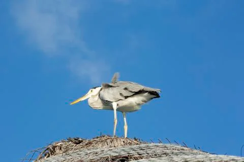 A close-up a seabird Stock Photos