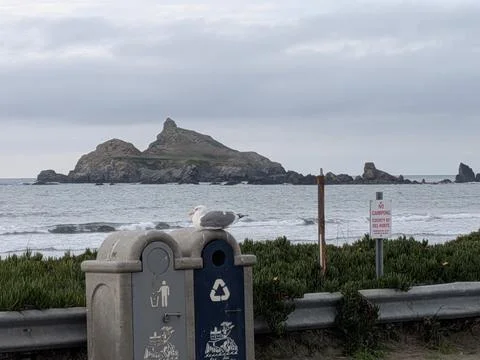 Close-up seabird resting on trash bin with dramatic ocean and rock formation Stock Photos