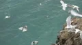 Close-up of seabirds flying and squawking around a cliff with green/blue water HD Footage