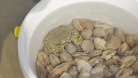 Close up of the seafood people got from the sea Stock Footage 344827172