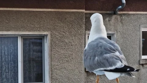 Close-up of a seagull against the background of a city building Vídeo Stock 345270976