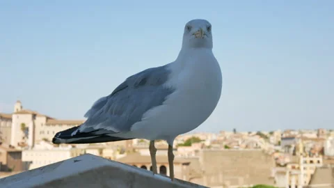 Close up seagull and blurred ancient Rome buildings in the background - 4K Stock Footage 167228545