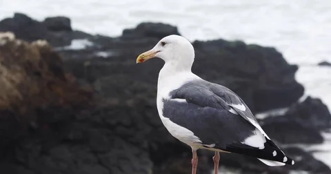Close Up of Seagull on the Beach Stockbeeldmateriaal 81461941