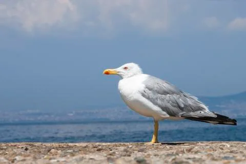Close up seagull on the beach with open blue sky and city view behind. Stock Photos
