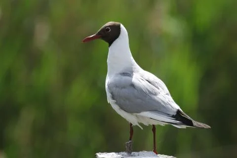 Close up of a seagull in the beach Stock Photos