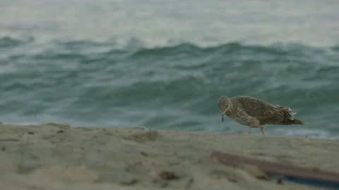 CLOSE UP OF SEAGULL BIRD WALKING ON BEACH WITH OCEAN IN BACKGROUND Stock Footage 127470016