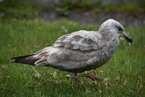 Close Up of a Seagull in Cape Cod Stock Photos