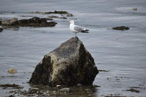 Close Up of a Seagull in Cape Cod Stock Photos