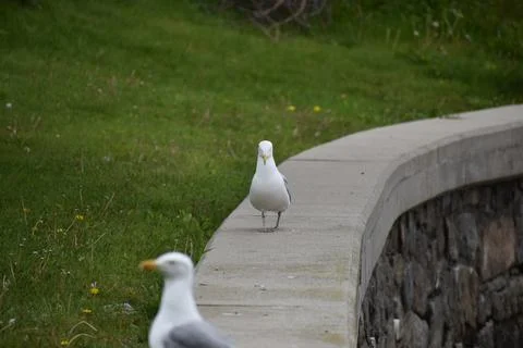 Close Up of a Seagull in Cape Cod Stock Photos
