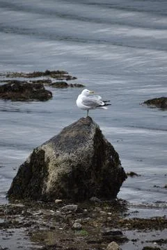 Close Up of a Seagull in Cape Cod Stock Photos