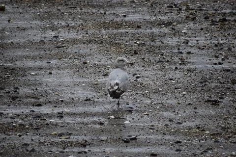 Close Up of a Seagull in Cape Cod Stock Photos