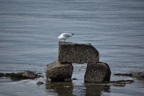 Close Up of a Seagull in Cape Cod Stock Photos