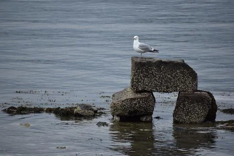 Close Up of a Seagull in Cape Cod Stock Photos