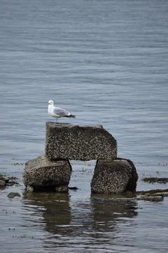 Close Up of a Seagull in Cape Cod Stock Photos