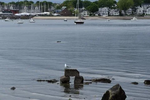 Close Up of a Seagull in Cape Cod Stock Photos
