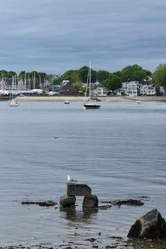 Close Up of a Seagull in Cape Cod Stock Photos