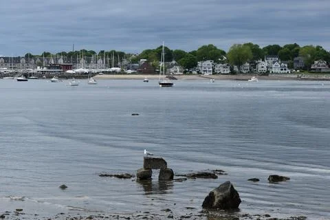 Close Up of a Seagull in Cape Cod Stock Photos