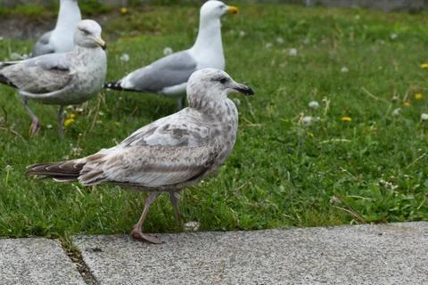 Close Up of a Seagull in Cape Cod Stock Photos